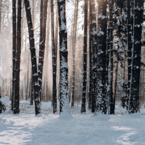 Kalkanstrich schützt Baum vor Frost