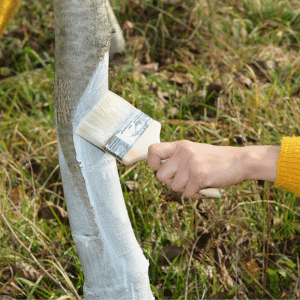 Baumanstrich aus Kalk schützt vor Wildverbiss